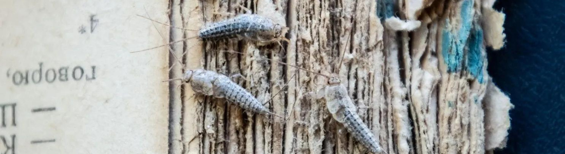 Dedetização de Traças 24 HORAS